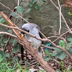 Manorina melanocephala at Linley Point, NSW - 17 Jan 2025 02:15 PM