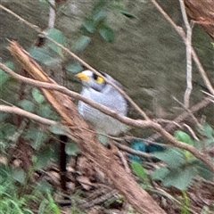 Manorina melanocephala at Linley Point, NSW - 17 Jan 2025 02:15 PM