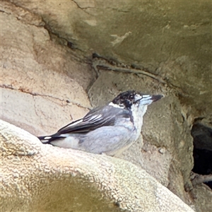 Cracticus torquatus (Grey Butcherbird) at Linley Point, NSW by Hejor1