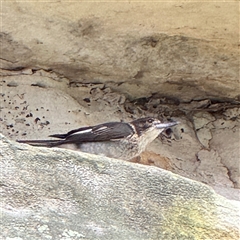 Cracticus torquatus at Linley Point, NSW - 17 Jan 2025 02:20 PM