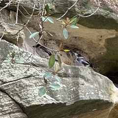 Cracticus torquatus at Linley Point, NSW - 17 Jan 2025 02:20 PM
