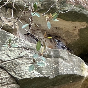 Cracticus torquatus at Linley Point, NSW - 17 Jan 2025 02:20 PM