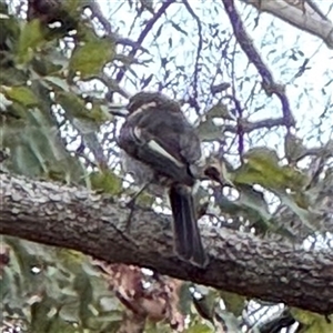 Cracticus torquatus at Linley Point, NSW - 17 Jan 2025 02:20 PM