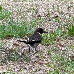 Cracticus torquatus at Linley Point, NSW - 17 Jan 2025 02:20 PM