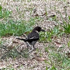 Cracticus torquatus at Linley Point, NSW - 17 Jan 2025 02:20 PM
