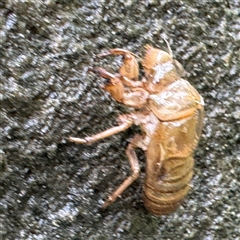 Cicadidae (family) (Unidentified cicada) at Linley Point, NSW - 17 Jan 2025 by Hejor1