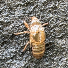 Cicadidae (family) at Linley Point, NSW - 17 Jan 2025 02:21 PM