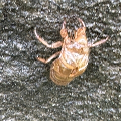 Cicadidae (family) at Linley Point, NSW - 17 Jan 2025 02:21 PM