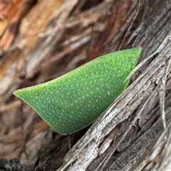 Siphanta acuta (Green planthopper, Torpedo bug) at Lane Cove, NSW - 17 Jan 2025 by Hejor1