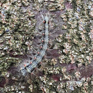 Anestia (genus) at Lane Cove, NSW - 17 Jan 2025 01:27 PM