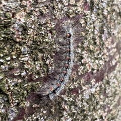 Anestia (genus) at Lane Cove, NSW - 17 Jan 2025 01:27 PM
