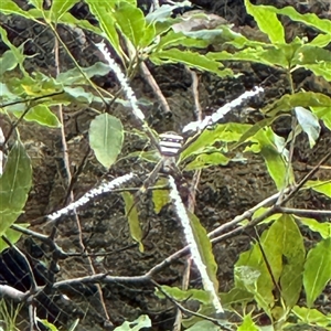 Argiope sp. (genus) at Linley Point, NSW by Hejor1