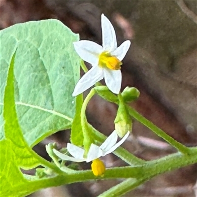 Solanum sp. at Linley Point, NSW - 17 Jan 2025 by Hejor1