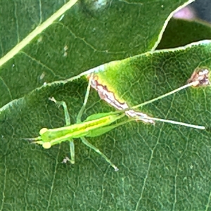 Austrophlugis orumbera at Linley Point, NSW - 17 Jan 2025 02:36 PM