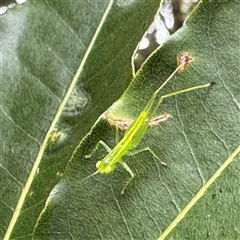Austrophlugis orumbera at Linley Point, NSW - 17 Jan 2025 02:36 PM