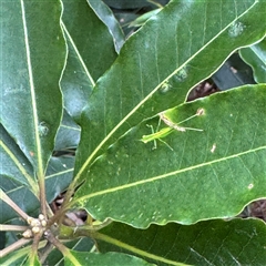 Austrophlugis orumbera at Linley Point, NSW - 17 Jan 2025 02:36 PM
