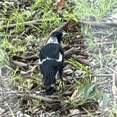 Gymnorhina tibicen (Australian Magpie) at Lane Cove, NSW - 17 Jan 2025 by Hejor1