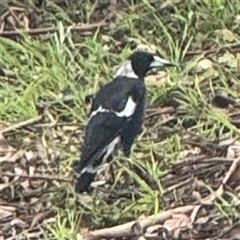 Gymnorhina tibicen at Lane Cove, NSW - 17 Jan 2025 02:44 PM