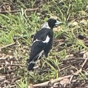Gymnorhina tibicen at Lane Cove, NSW - 17 Jan 2025 02:44 PM