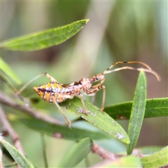 Pristhesancus plagipennis (Bee Killer Assassin Bug) at Lane Cove, NSW - 16 Jan 2025 by Hejor1