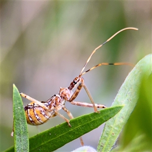 Pristhesancus plagipennis at Lane Cove, NSW - 16 Jan 2025 03:30 PM