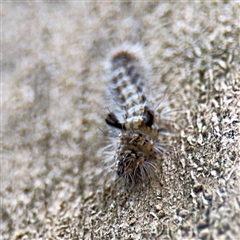 Lithosiini (immature) at Lane Cove, NSW - 16 Jan 2025 04:05 PM