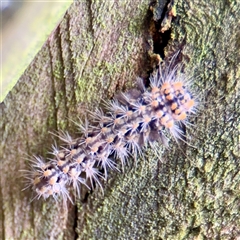 Lithosiini (immature) at Lane Cove, NSW - 16 Jan 2025 04:05 PM