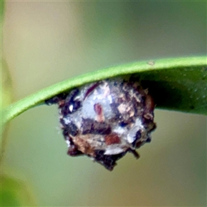 Psychidae - IMMATURE larvae at Lane Cove, NSW by Hejor1