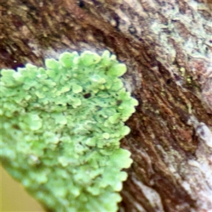 Flavoparmelia sp. at Lane Cove, NSW by Hejor1