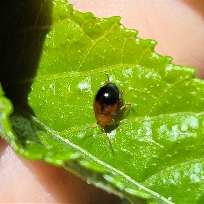 Nisotra sp. (genus) at Burnside, QLD - 19 Jan 2025 by clarehoneydove