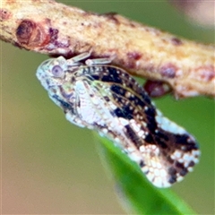 Massila sp. (genus) (Unidentified Massila planthopper) at Lane Cove, NSW - 16 Jan 2025 by Hejor1