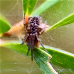 Desidae (Family) (House and Intertidal spiders) at Lane Cove, NSW - 16 Jan 2025 by Hejor1