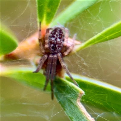 Desidae (Family) (House and Intertidal spiders) at Lane Cove, NSW - 16 Jan 2025 by Hejor1