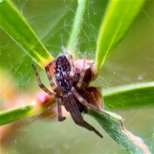 Desidae (Family) at Lane Cove, NSW - 16 Jan 2025 02:51 PM