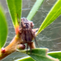 Desidae (Family) at Lane Cove, NSW - 16 Jan 2025 02:51 PM