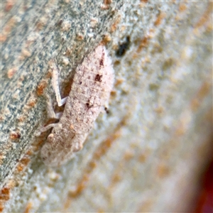 Ledromorpha planirostris at Lane Cove, NSW - 16 Jan 2025 02:44 PM