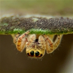 Opisthoncus sp. (genus) (Unidentified Opisthoncus jumping spider) at Lane Cove, NSW - 16 Jan 2025 by Hejor1