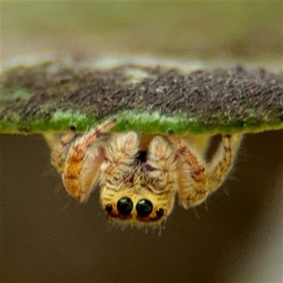 Opisthoncus sp. (genus) (Opisthoncus jumping spider) at Lane Cove, NSW - 16 Jan 2025 by Hejor1