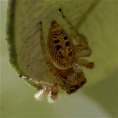 Opisthoncus sp. (genus) at Lane Cove, NSW - 16 Jan 2025 02:54 PM