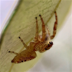 Opisthoncus sp. (genus) at Lane Cove, NSW - 16 Jan 2025 02:54 PM