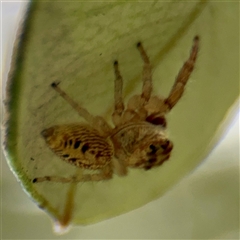 Opisthoncus sp. (genus) at Lane Cove, NSW - 16 Jan 2025 02:54 PM