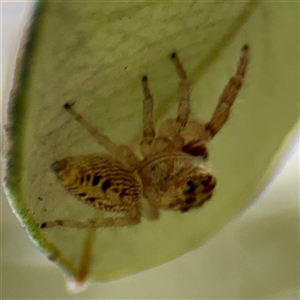 Opisthoncus sp. (genus) at Lane Cove, NSW - 16 Jan 2025 02:54 PM