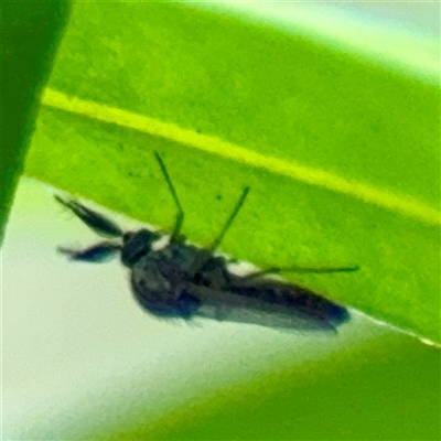 Ceratopogonidae (family) (Biting Midge) at Lane Cove, NSW - 16 Jan 2025 by Hejor1