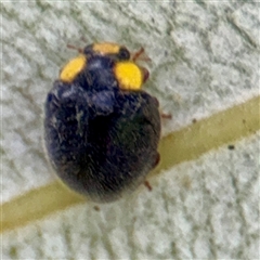 Apolinus lividigaster (Yellow Shouldered Ladybird) at Lane Cove, NSW - 16 Jan 2025 by Hejor1