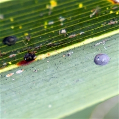 Coccoidea (superfamily) at Lane Cove, NSW - 16 Jan 2025 by Hejor1