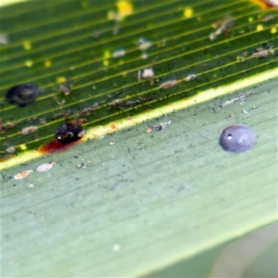 Coccoidea (superfamily) at Lane Cove, NSW - 16 Jan 2025 by Hejor1