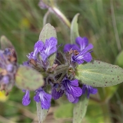 Ajuga australis (Austral Bugle) at Yaouk, NSW - 5 Dec 2021 by AlisonMilton