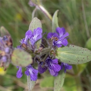 Ajuga australis (Austral Bugle) at Yaouk, NSW by AlisonMilton