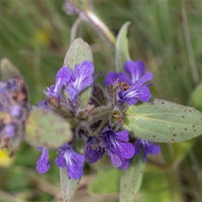 Ajuga australis (Austral Bugle) at Yaouk, NSW - 5 Dec 2021 by AlisonMilton