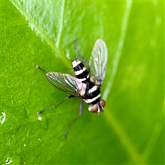 Trigonospila sp. (genus) (A Bristle Fly) at Lane Cove, NSW - 16 Jan 2025 by Hejor1